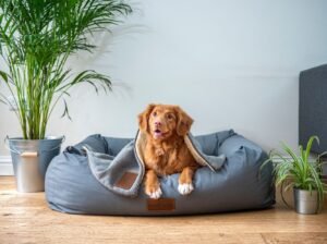 Ducati Monster 821 – Immaculate Condition, Low Miles!