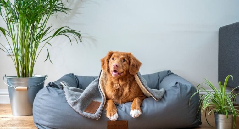 Ducati Monster 821 – Immaculate Condition, Low Miles!